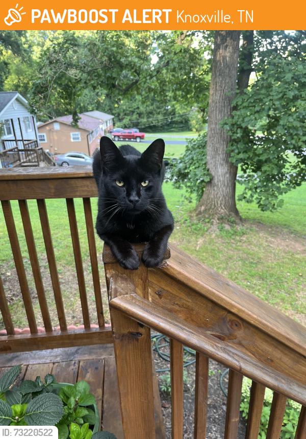 Found/Stray Unknown Cat last seen Wilderness and Cecil ave, Knoxville, TN 37917