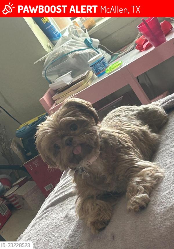 Lost Female Dog last seen McColl Rd, McAllen, TX 78501