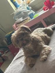 Lost Female Dog last seen McColl Rd, McAllen, TX 78501