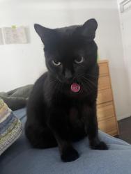 Lost Female Cat last seen Woodland, Vancouver, BC V5N 1J7
