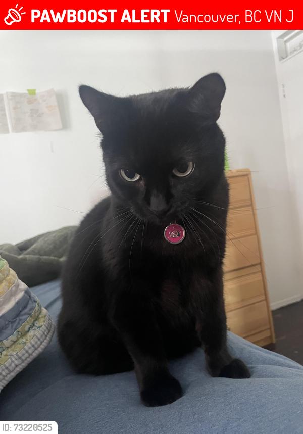 Lost Female Cat last seen Woodland, Vancouver, BC V5N 1J7