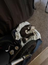 Lost Male Cat last seen serendipity, Colorado Springs, CO 80917