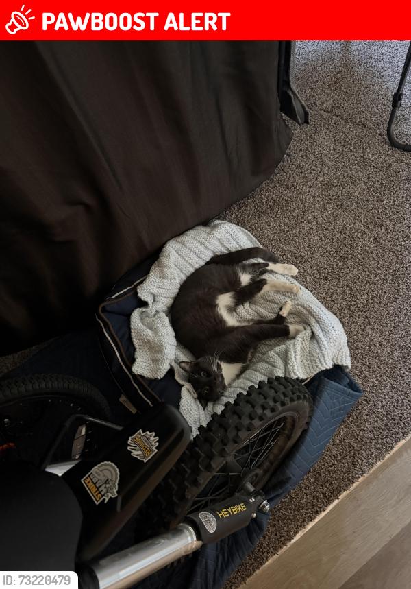 Lost Male Cat last seen serendipity, Colorado Springs, CO 80917