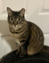 Reunited Female Cat last seen Richard Road and Old Dixie Hwy, Lake Park, FL 33403