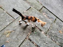 Found/Stray Female Cat last seen Near Davenport St NW Forest Hills Washington DC, Washington, DC 20008