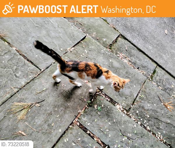 Found/Stray Female Cat last seen Near Davenport St NW Forest Hills Washington DC, Washington, DC 20008
