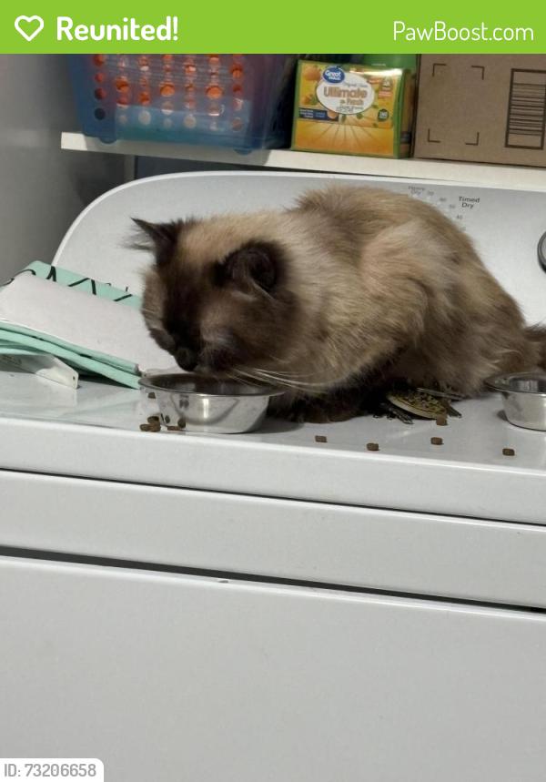 Reunited Male Cat last seen Harrisdale, Pinedale, oakdale, wooddale, Maryville, TN 37801