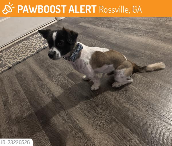 Found/Stray Male Dog last seen James Street / Happy Valley apmts, Rossville, GA 30741