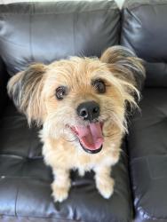 Lost Male Dog last seen Melrose Ave & N Harvard Blvd, Los Angeles, CA 90004