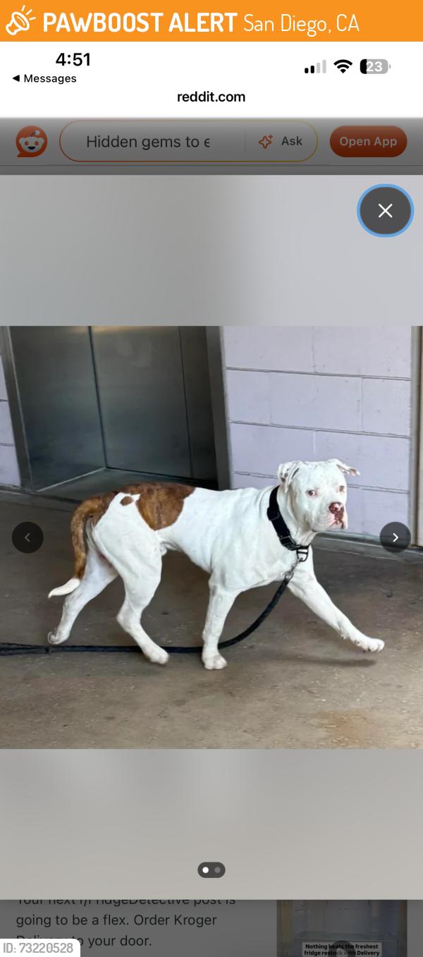 Found/Stray Unknown Dog last seen UCSD hosp - Hillcrest Campus, San Diego, CA 92093