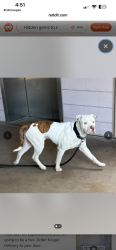 Found/Stray Unknown Dog last seen UCSD hosp - Hillcrest Campus, San Diego, CA 92093