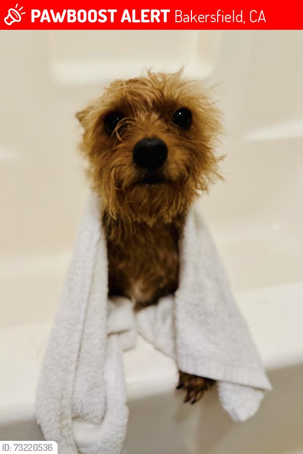 Lost Male Dog last seen Wilson and white lane, Bakersfield, CA 93309