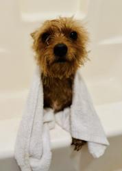 Lost Male Dog last seen Wilson and white lane, Bakersfield, CA 93309