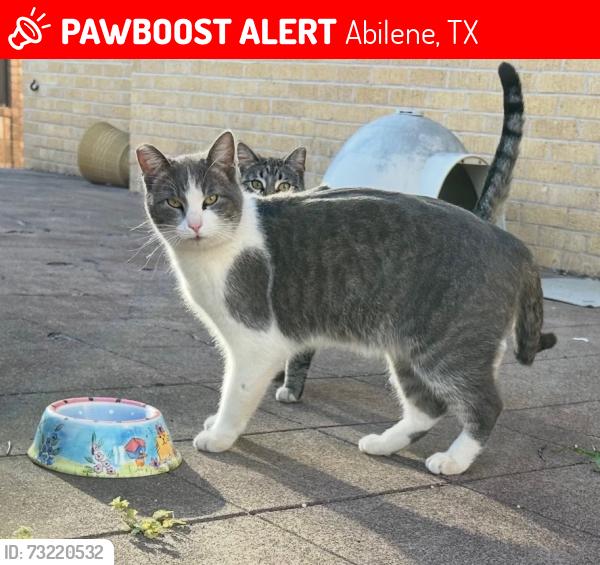 Lost Male Cat last seen Colony hill road, Abilene, TX 79602