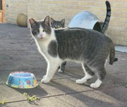 Lost Male Cat last seen Colony hill road, Abilene, TX 79602
