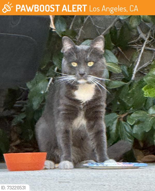 Found/Stray Male Cat last seen Hollywood & Vista, Los Angeles, CA 90046