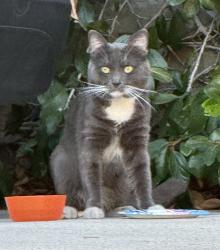 Found/Stray Male Cat last seen Hollywood & Vista, Los Angeles, CA 90046