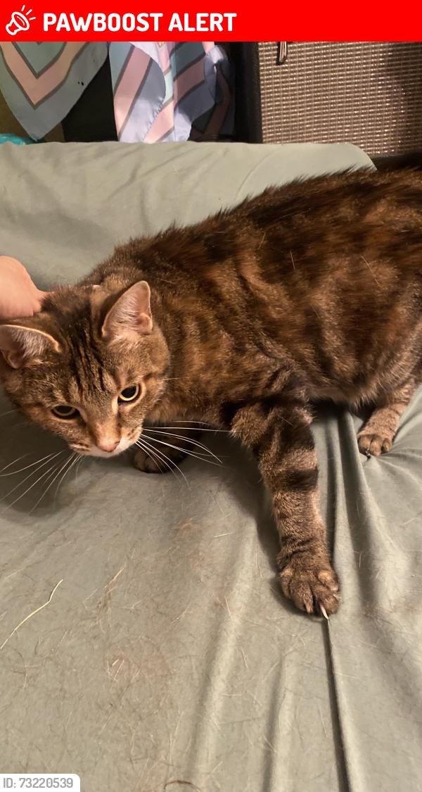 Lost Female Cat last seen applewood heights park, mississauga, ontario, Mississauga, ON L4Y 4K7