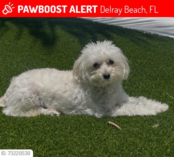 Lost Female Dog last seen NE 3rd downtown Delray Beach, Delray Beach, FL 33444