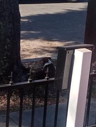 Found/Stray Male Dog last seen Ave d, San Bernardino, CA 92410