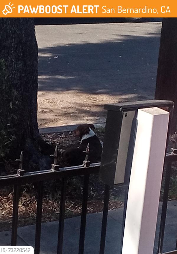 Found/Stray Male Dog last seen Ave d, San Bernardino, CA 92410
