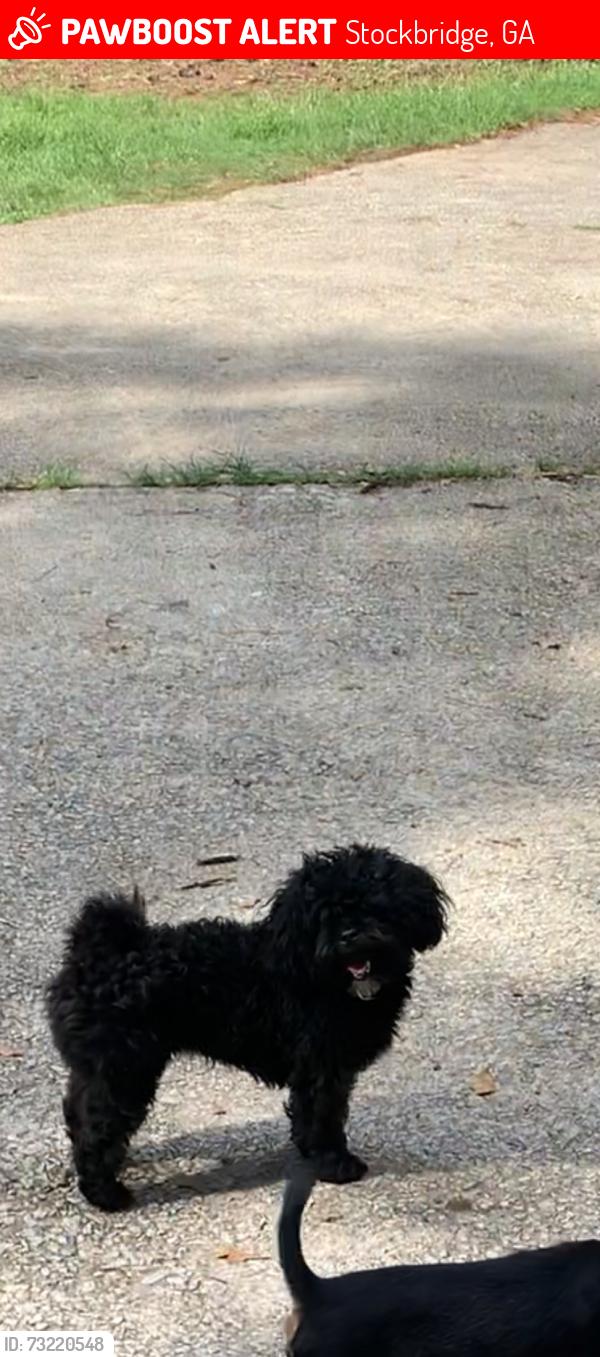 Lost Female Dog last seen East Atlanta, Stockbridge, GA 30281
