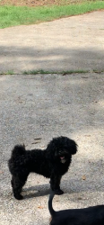 Lost Female Dog last seen East Atlanta, Stockbridge, GA 30281