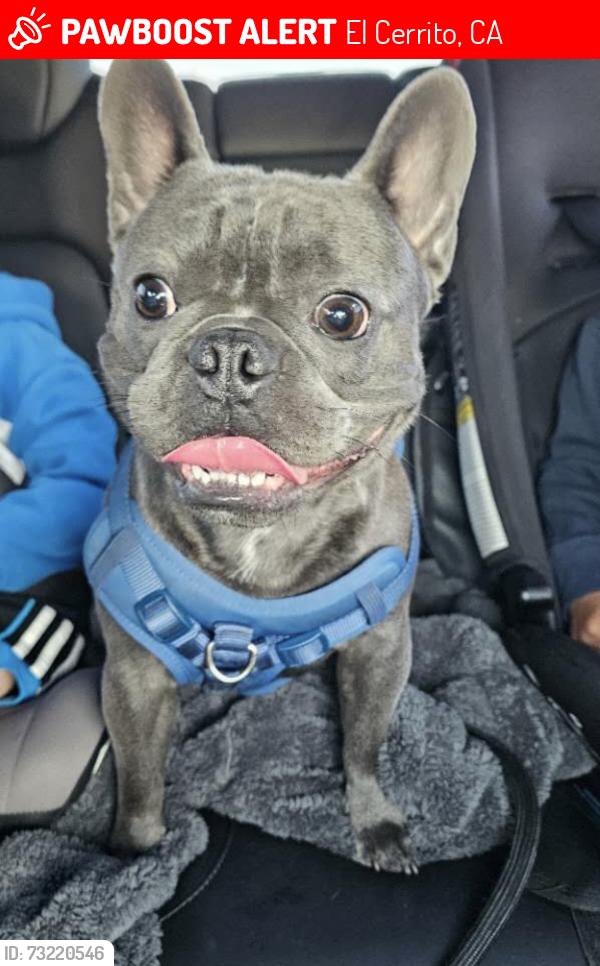 Lost Male Dog last seen Kearney st and Eureka ave, El Cerrito, CA 94530