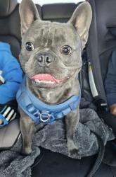 Lost Male Dog last seen Kearney st and Eureka ave, El Cerrito, CA 94530