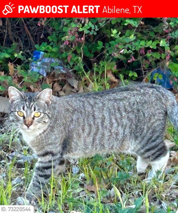 Lost Female Cat last seen Colony hill rd,, Abilene, TX 79602