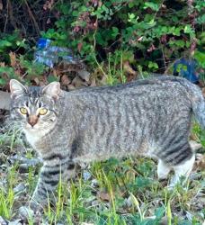 Lost Female Cat last seen Colony hill rd,, Abilene, TX 79602