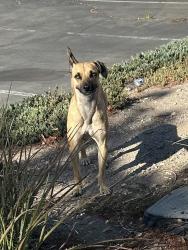 Found/Stray Unknown Dog last seen Silverado High School (Football Field), Victorville, CA 92392