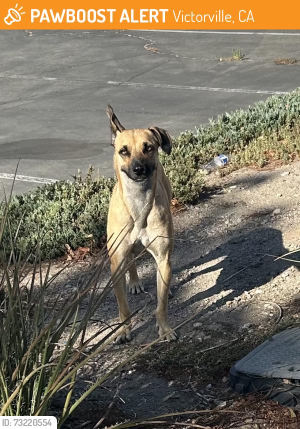 Found/Stray Unknown Dog last seen Silverado High School (Football Field), Victorville, CA 92392