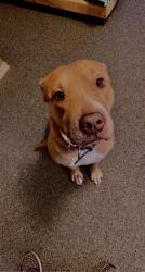 Reunited Male Dog last seen Whitley Rd, Watauga, TX 76148