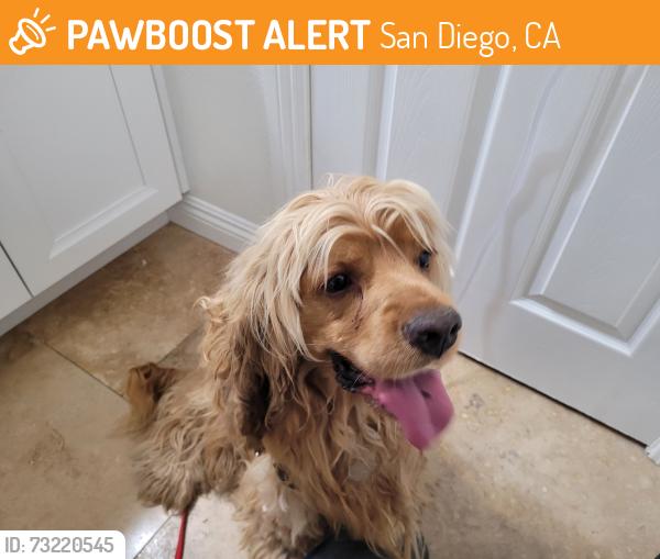 Found/Stray Male Dog last seen Camino Ruiz and Goldcoast, 92126, San Diego, CA 92126