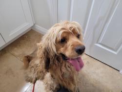 Found/Stray Male Dog last seen Camino Ruiz and Goldcoast, 92126, San Diego, CA 92126