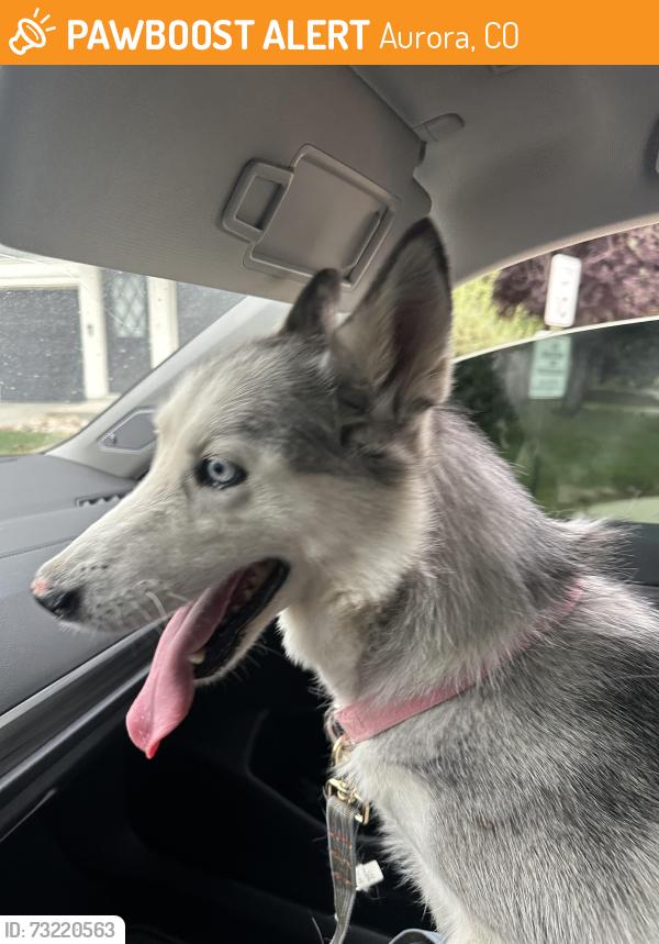 Found/Stray Female Dog last seen Mississippi and peoria, Aurora, CO 80012