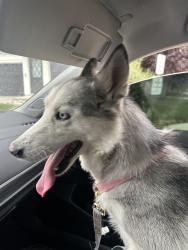 Found/Stray Female Dog last seen Mississippi and peoria, Aurora, CO 80012