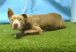 Shelter Stray Female Dog last seen , 216 W Victoria St, Gardena, CA 90248, USA