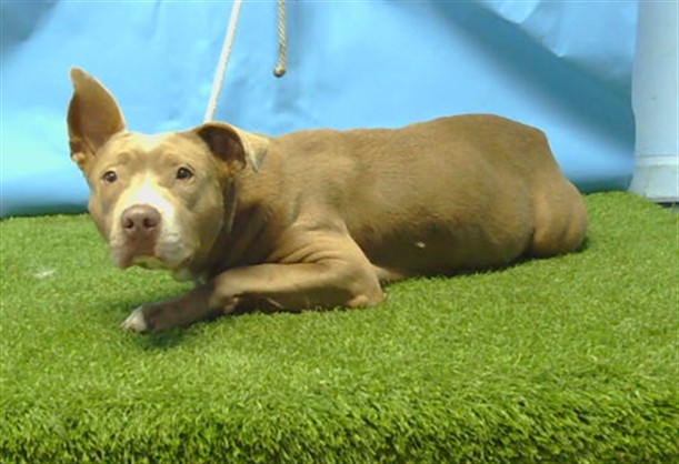 Shelter Stray Female Dog last seen , 216 W Victoria St, Gardena, CA 90248, USA