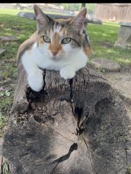 Lost Female Cat last seen Alta mere and rosemont, Fort Worth, TX 76116