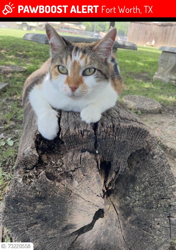Lost Female Cat last seen Alta mere and rosemont, Fort Worth, TX 76116