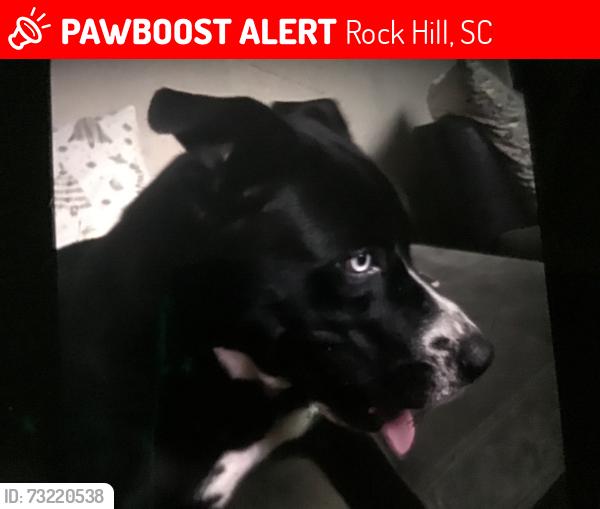 Lost Male Dog last seen Near cheery road, Rock Hill, SC 29732