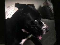 Lost Male Dog last seen Near cheery road, Rock Hill, SC 29732