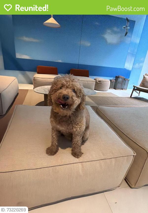 Reunited Male Dog last seen Brickell Publix, Miami, FL 33129
