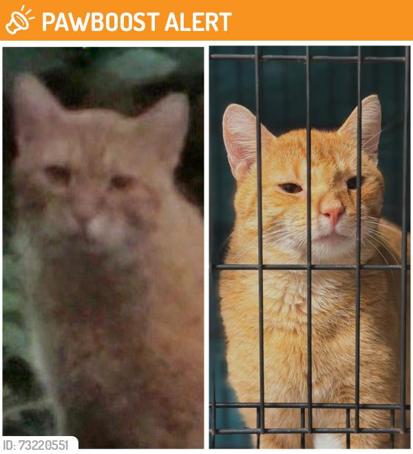 Found/Stray Male Cat last seen Diley and 33, Canal Winchester, OH 43110