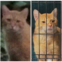 Found/Stray Male Cat last seen Diley and 33, Canal Winchester, OH 43110