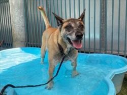 Shelter Stray Male Dog last seen , West Valley Animal Shelter, 20655 Plummer St, Chatsworth, CA 91311, USA