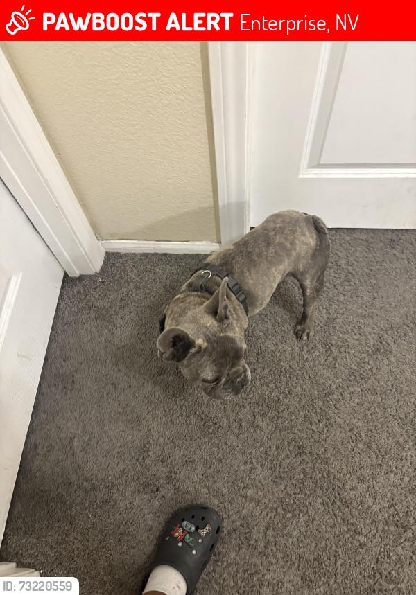 Lost Male Dog last seen Blue diamond and Decatur, Enterprise, NV 89139