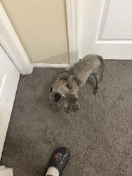 Lost Male Dog last seen Blue diamond and Decatur, Enterprise, NV 89139